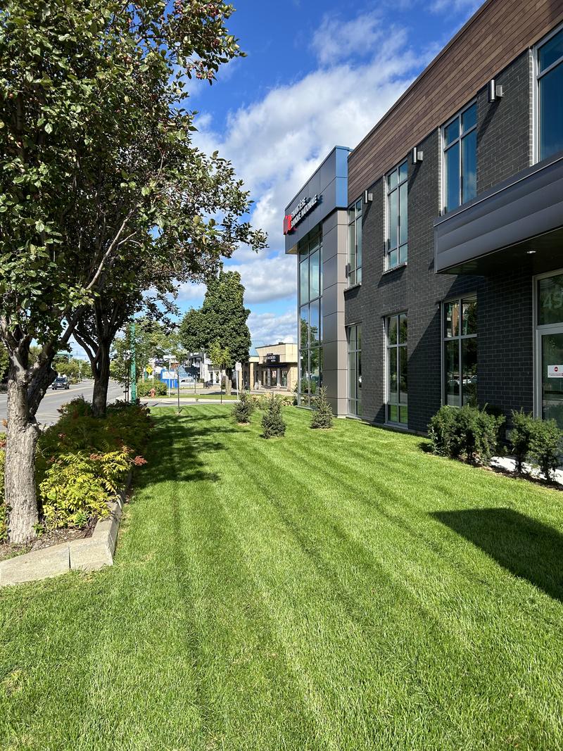 Pelouse d'immeuble commercial tondue en raies droites
